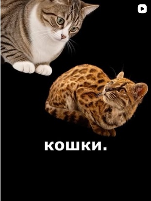 Взяли бы себе такую?